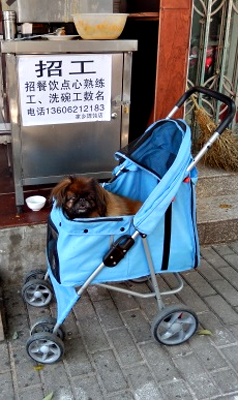 Chien en poussette à Suzhou. Photo: Lottie Brickert
