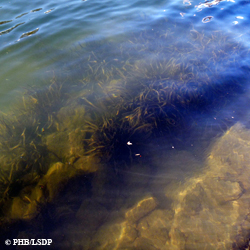 La Seine. Photo: PHB/LSDP