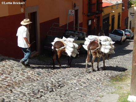 Muletier dans les ruelles pavées de San Miguel de Allende. Photo: LB